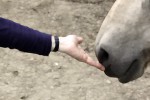 Pferdecoaching: Impuse für Verhalten